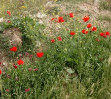 DIAFORES-18.jpg