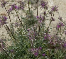 DIAFORES-6.jpg