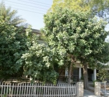 VATYLI
